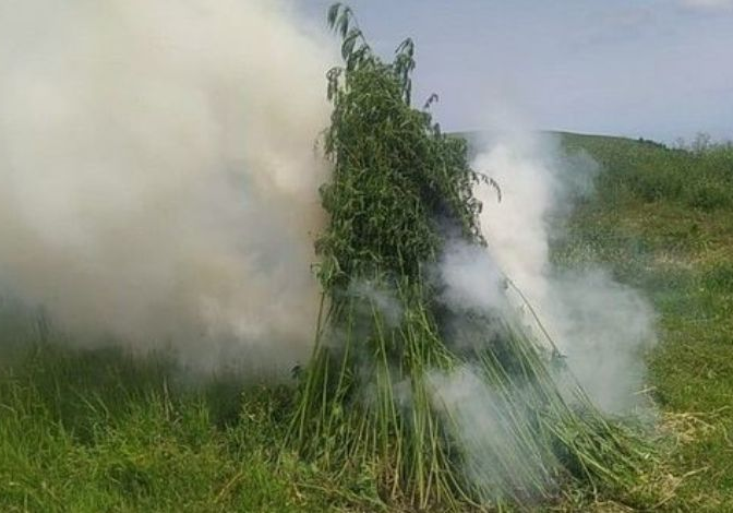 В Геранбое уничтожено более полутора тонн кустов конопли (Фото)